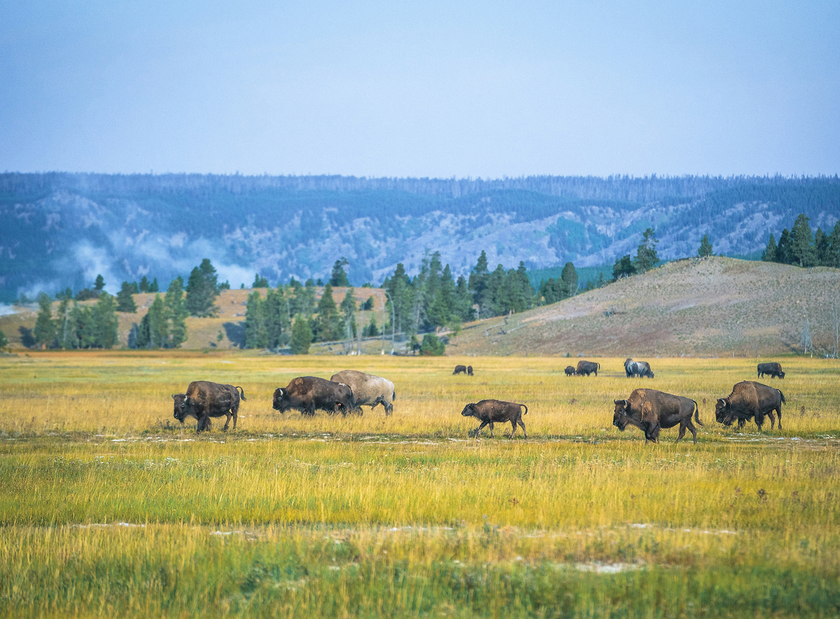 Montana landscape